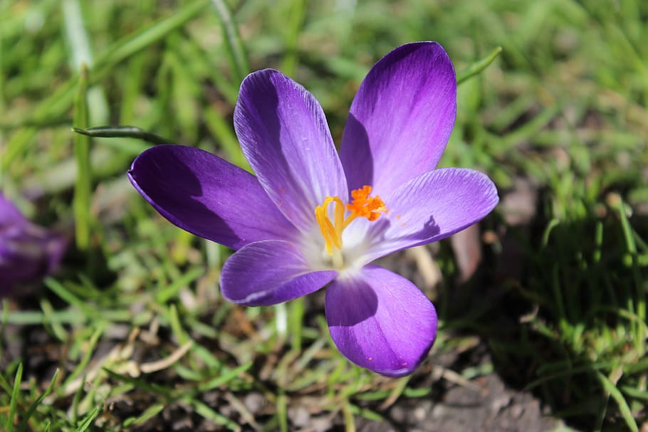 flower, spring, garden, flowering plant, freshness, petal, beauty in nature HD wallpaper