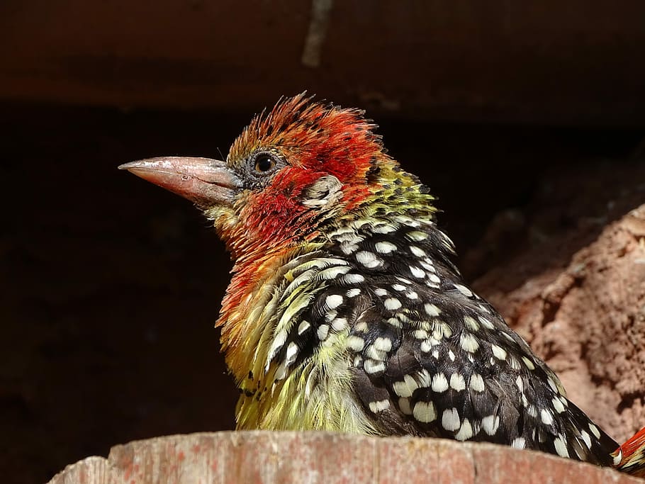 bird, colored, birds, sitting, beak, one animal, animal themes HD wallpaper