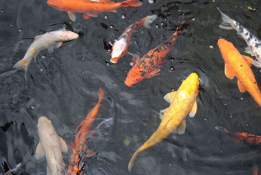 shoal of koi fish, Fish, Pond, Pond, Park, Goldfish, koi Carp