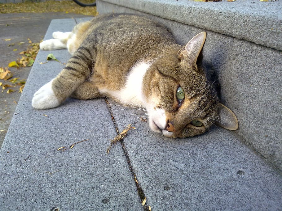 closeup photo of short-fur gray and white cat on gray concrete stair HD wallpaper