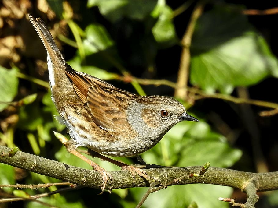 dunnock, songbird, garden bird, nature, animal, animal themes HD wallpaper