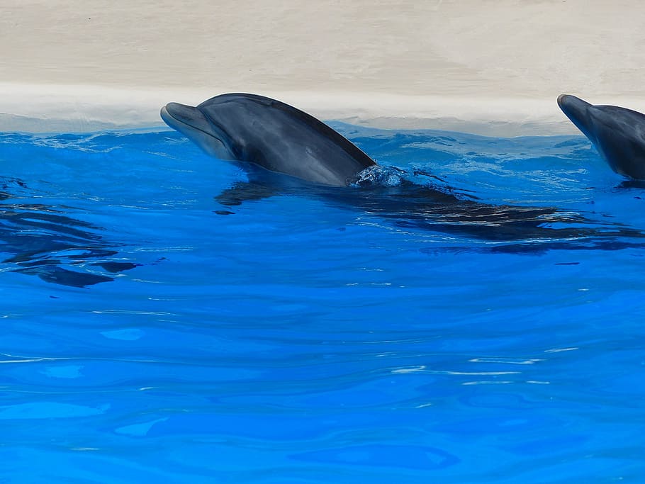 dolphins, dolphin show, demonstration, attraction, animal show HD wallpaper