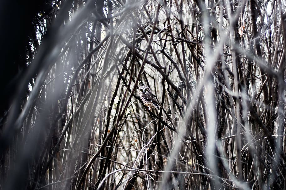 grayscale photography of tree branches, shallow, focus, woods HD wallpaper