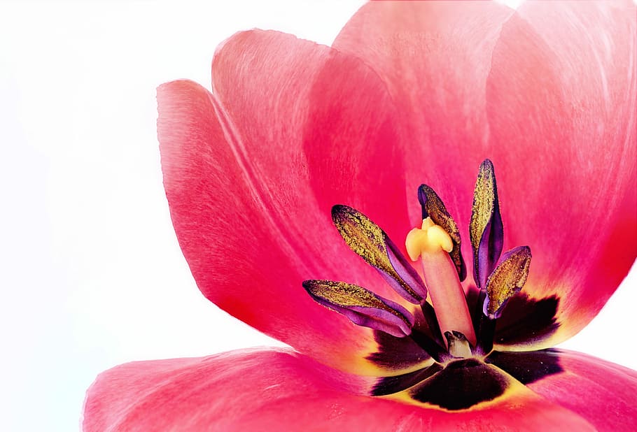 macro photography of pink tulip in bloom, spring, flower, nature HD wallpaper