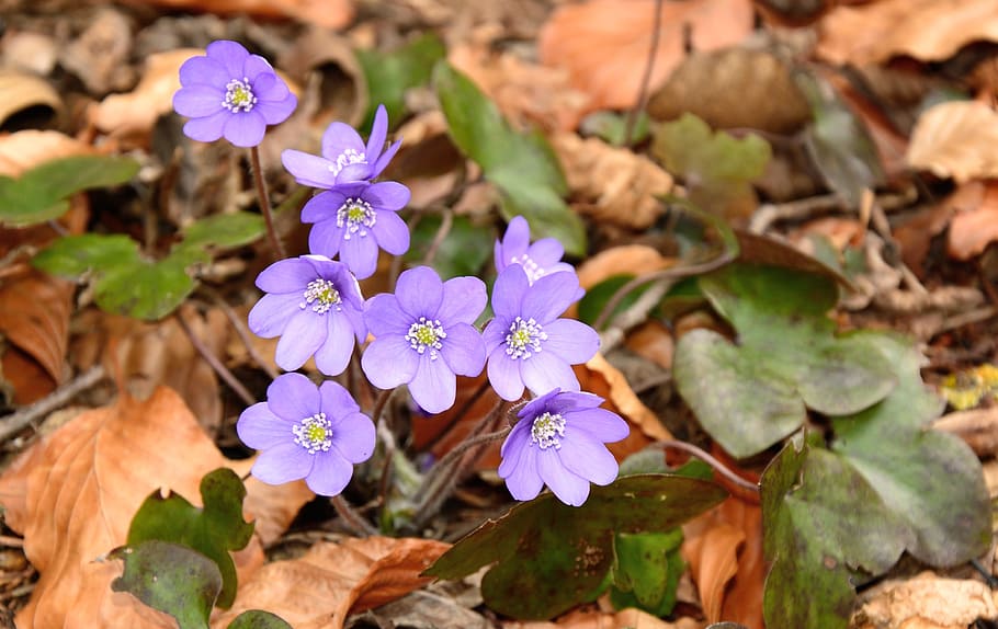 Hepatica, Blossom, Bloom, Flower, spring, ground, forest, nature HD wallpaper