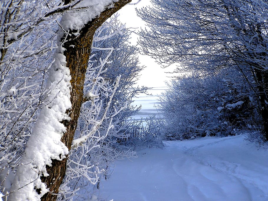 winter, snow, trail, tree, cold temperature, plant, beauty in nature HD wallpaper