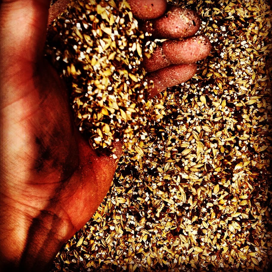 close-up photography of person holding assorted-color grains HD wallpaper