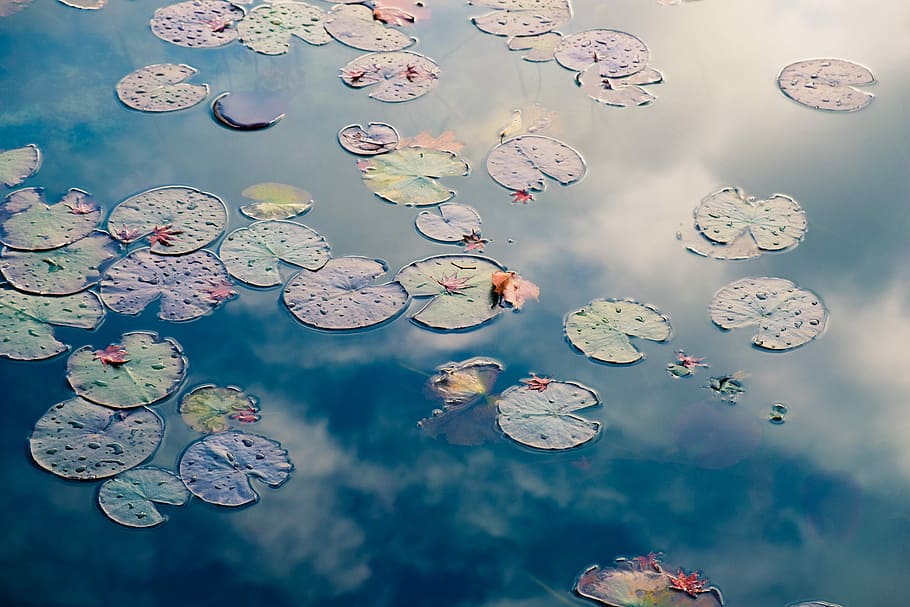 green lily pods on calm body of water, water lily pods, lake HD wallpaper