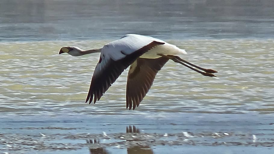 brown and white bird, flamingo, altiplanic, lagoon, fly, wings HD wallpaper