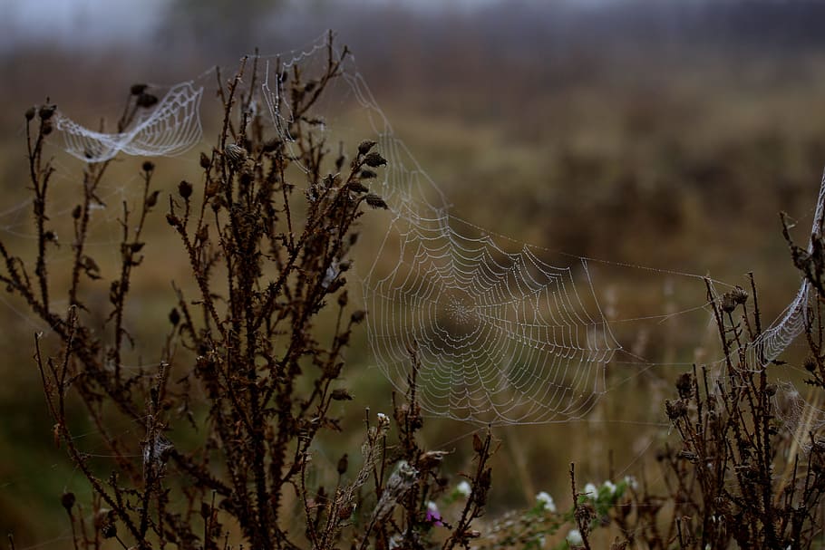 spider web, wet, hooked, place, dew, drops, nature, plant, focus on foreground HD wallpaper