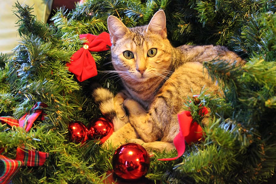 brown Tabby cat on green Christmas tree, festive, pets, domestic cat HD wallpaper