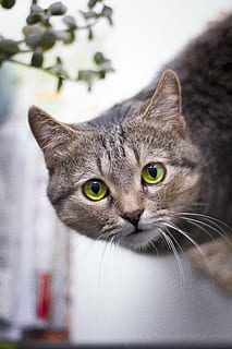 close-up photography of brown tabby cat, pet, grey, kitten HD wallpaper