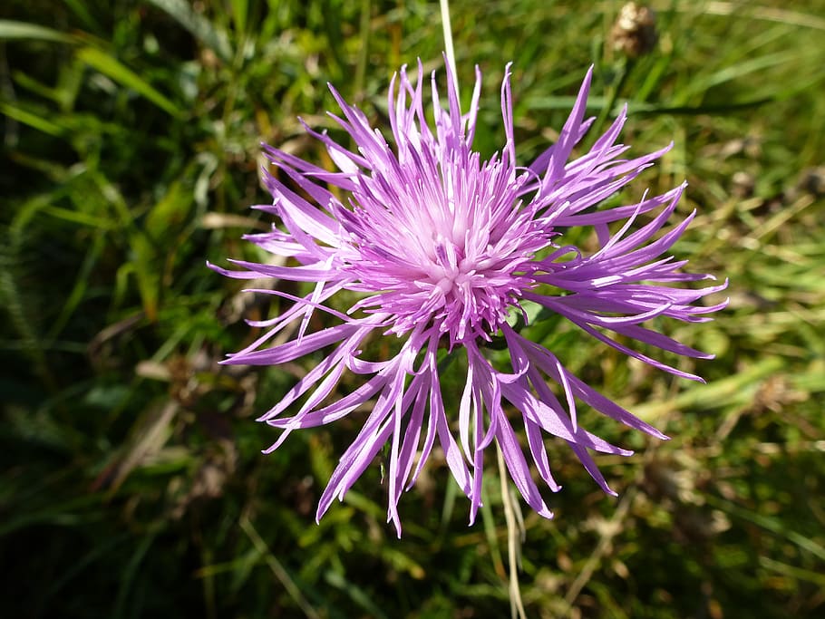cornflower, close up, flowering plant, freshness, fragility HD wallpaper
