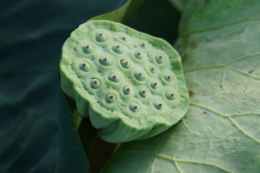 plant, green, lotus root, leaf, plant part, green color, close-up HD wallpaper