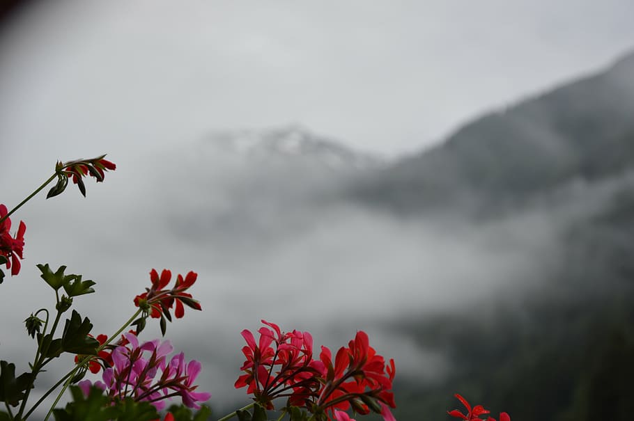 mountains, flower, cloud, flowering plant, beauty in nature HD wallpaper