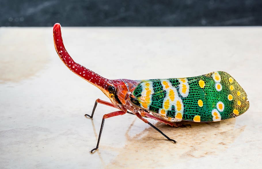 canthigaster cicada, fulgoromorpha, insect, proboscis, long HD wallpaper