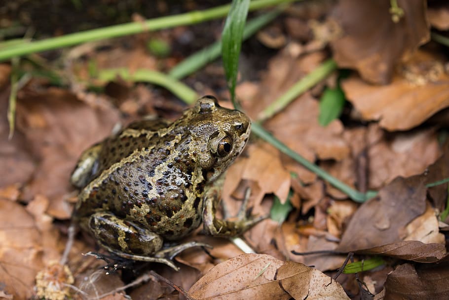 Toad, Forest, Leaves, Autumn, aquatic animal, frog, close, forest floor HD wallpaper