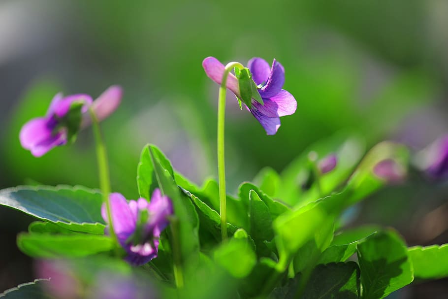 natural, flower, beautiful, spring, plant, green, life, flowering plant HD wallpaper