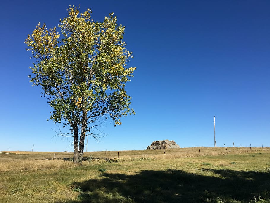 farm, tree, shadow, outdoors, landscape, rural, plant, sky HD wallpaper