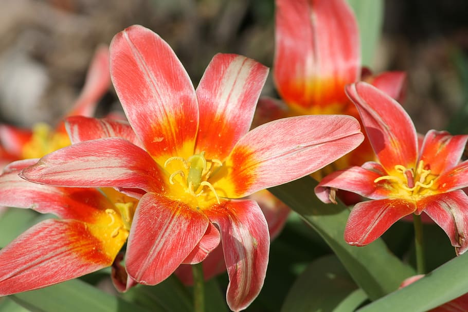 close-up photography of red petaled flowers, tulips, open, light red HD wallpaper