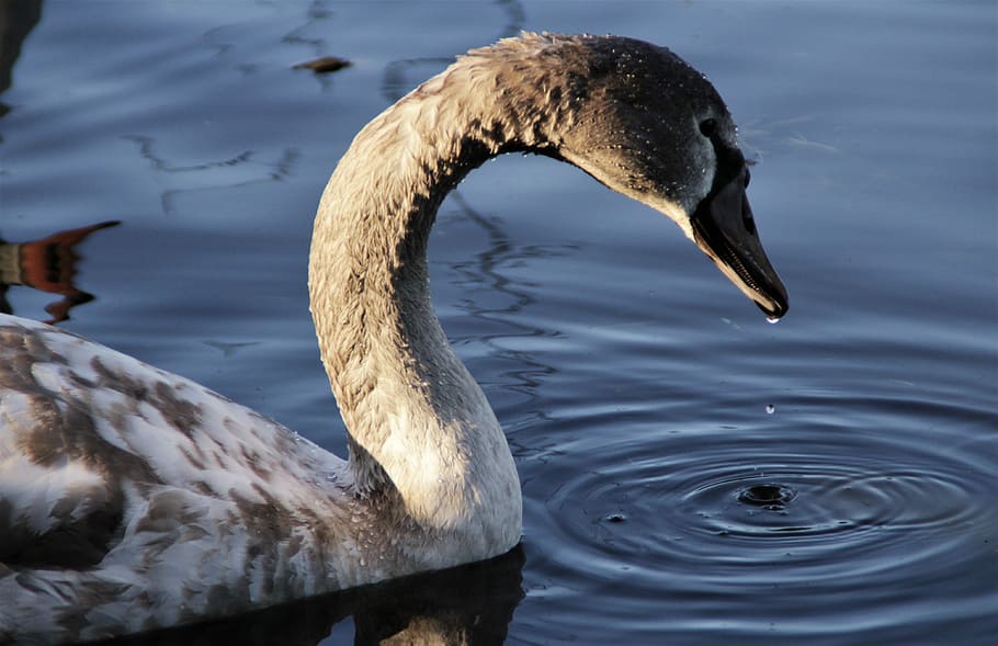 Swan, gray and white duck on body of water, bird, feathers, beak HD wallpaper
