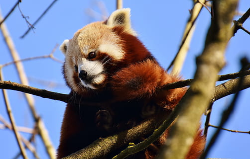 low angle of red panda on tree branch, bear cat, fire fox, ailurus fulgens HD wallpaper