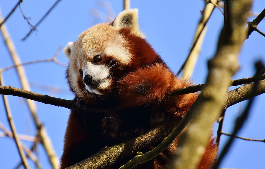low angle of red panda on tree branch, bear cat, fire fox, ailurus fulgens HD wallpaper