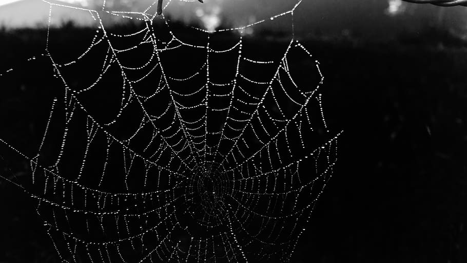 cobweb, black, dew, black and white, belize, morning, morgen HD wallpaper