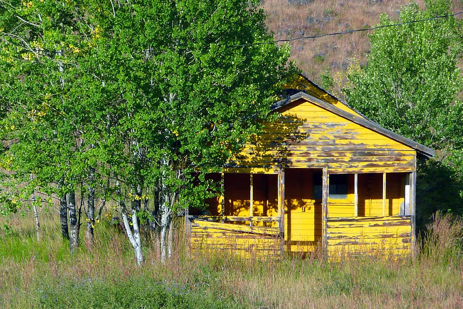 Old, Yellow, Shed, Hut, Building, Tree, built structure, no people HD wallpaper