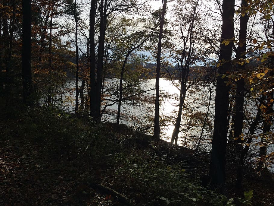 water, trees, nature, back light, autumn, sun, mirroring, lake HD wallpaper