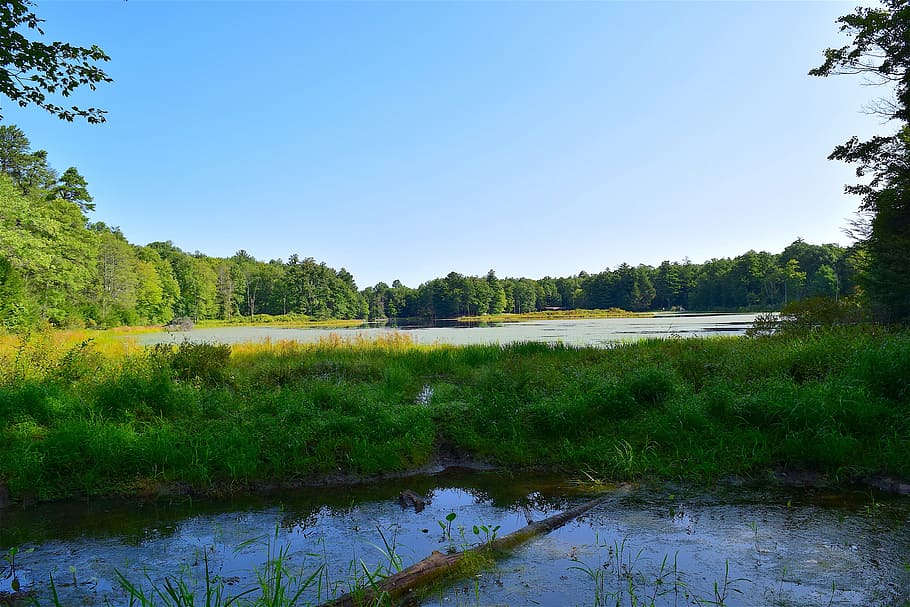 forest, trees, lake, nature, landscape, summer, green, park HD wallpaper