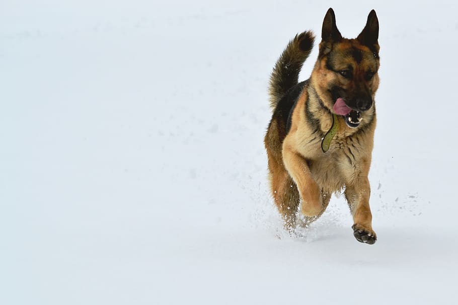Dog, Snow, Run, Winter, the german shepherd dog, pets, domestic animals HD wallpaper