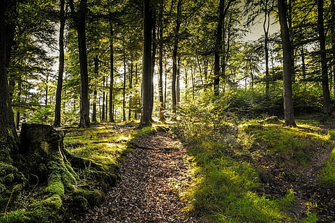 forest, still king, sunlight, forests, moss, green, relaxation HD wallpaper