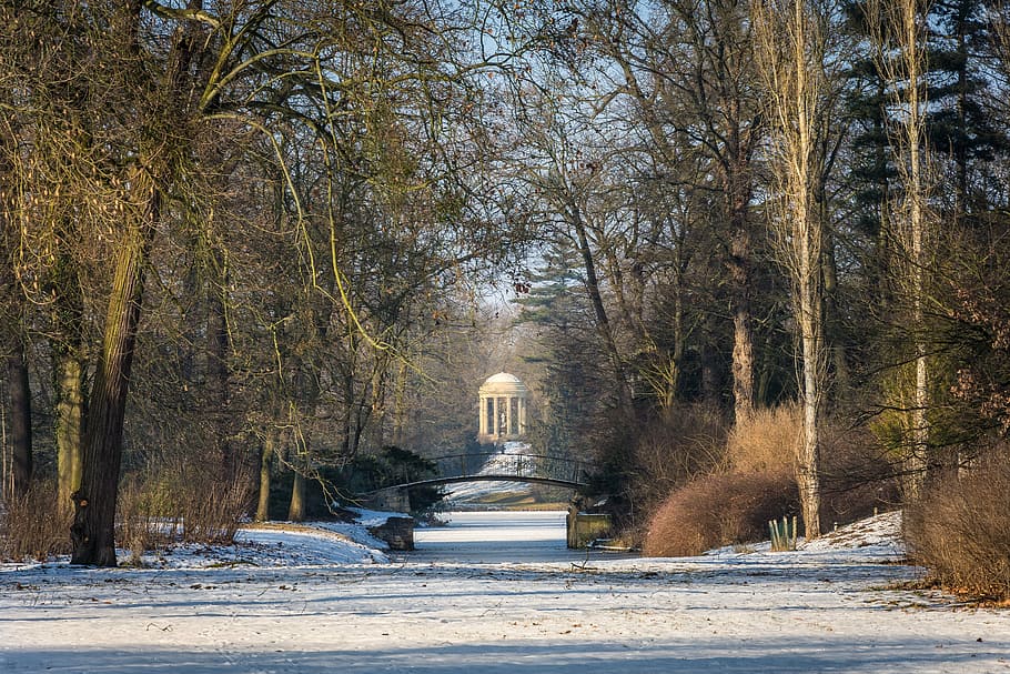 winter, park, park wörlitz, cold, snow, trees, landscape, wintry HD wallpaper