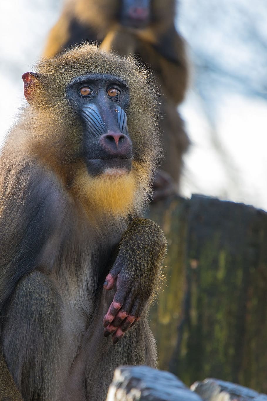 mandrill, primate, monkey, wildlife, nature, tropic, hairy HD wallpaper