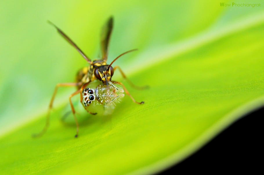 bug, insect, nature, invertebrate, animal themes, animal wildlife HD wallpaper