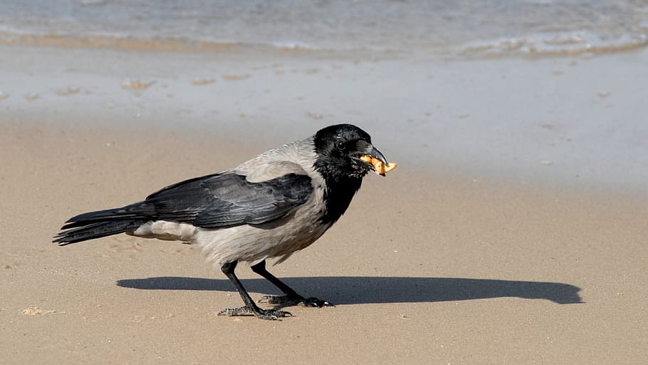crow, food, beach, animal, animal themes, bird, animal wildlife HD wallpaper