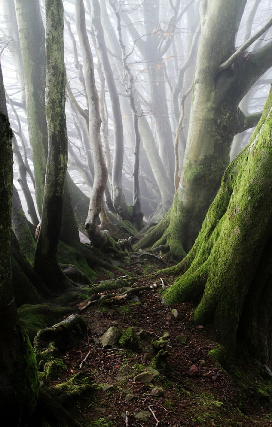 foggy, forest, moss, nature, outdoors, trees, woods, plant HD wallpaper
