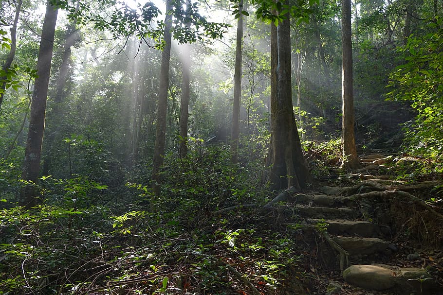 photography of forest, trail, sunshine, land, tree, plant, woodland HD wallpaper