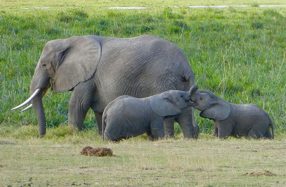 gray elephants on field at daytime, kenya, amboseli, animals in the wild HD wallpaper