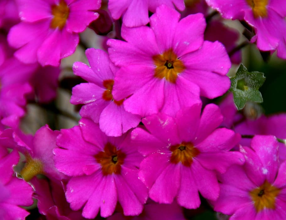 flower, spring, petals, coloring, pink, flowering plant, freshness HD wallpaper