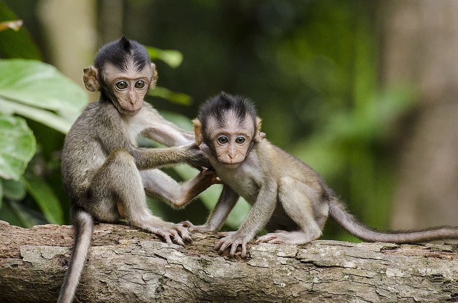 two baby monkeys on gray tree branch, two monkeys on tree stem