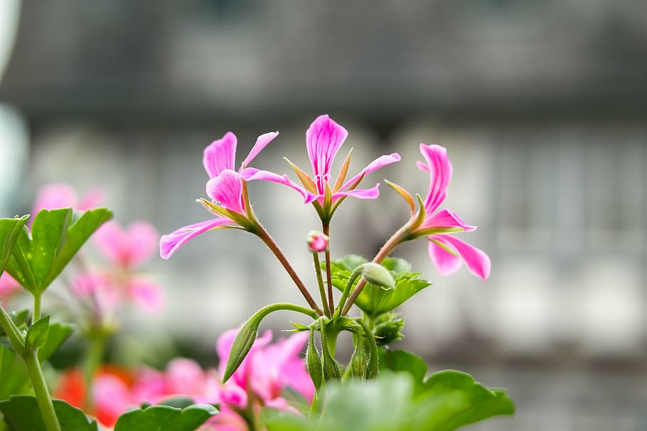 geranium, cranesbill, pink, violet, purple, flower, bloom, spring HD wallpaper