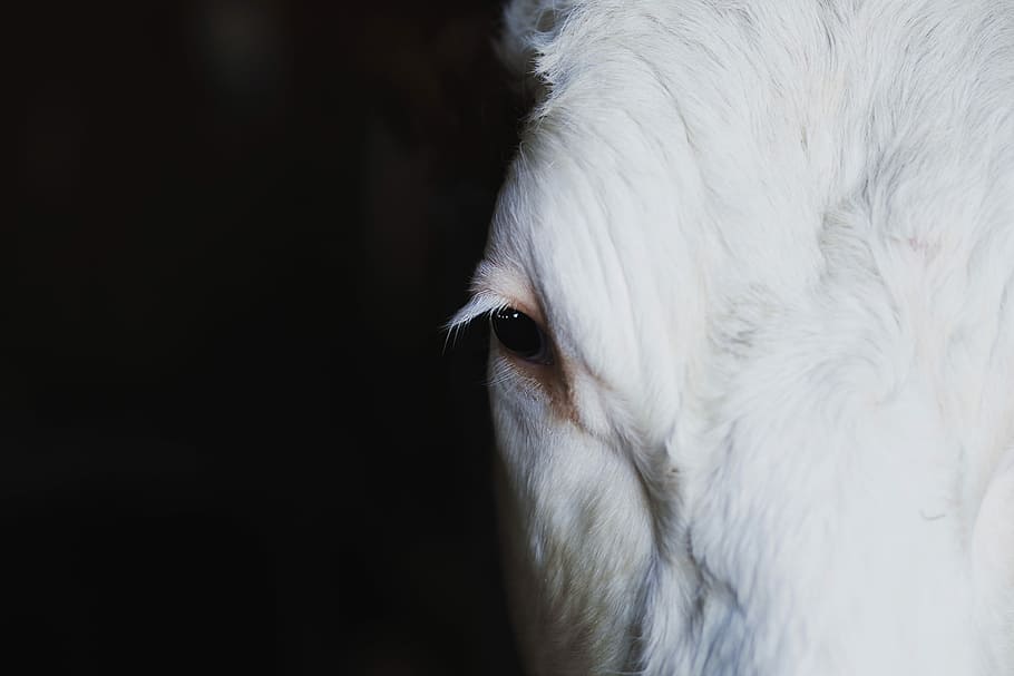 closeup photography of white goats face, black, cows, eyes, animal HD wallpaper