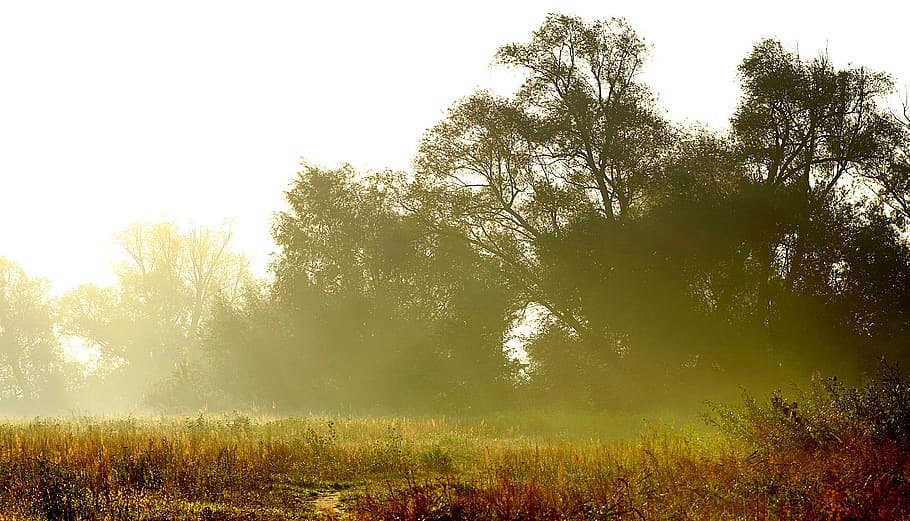 gold glitter, sunrise, brightness, fields, forests, rosa, autumn weather HD wallpaper