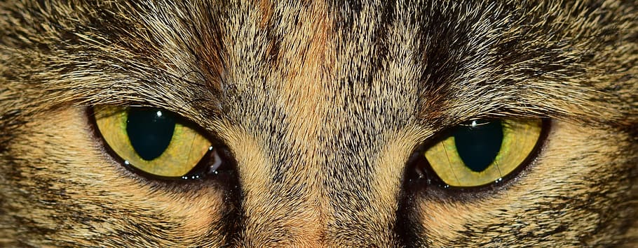 closeup photo on black and gray cat, eyes, green, cat's eyes HD wallpaper
