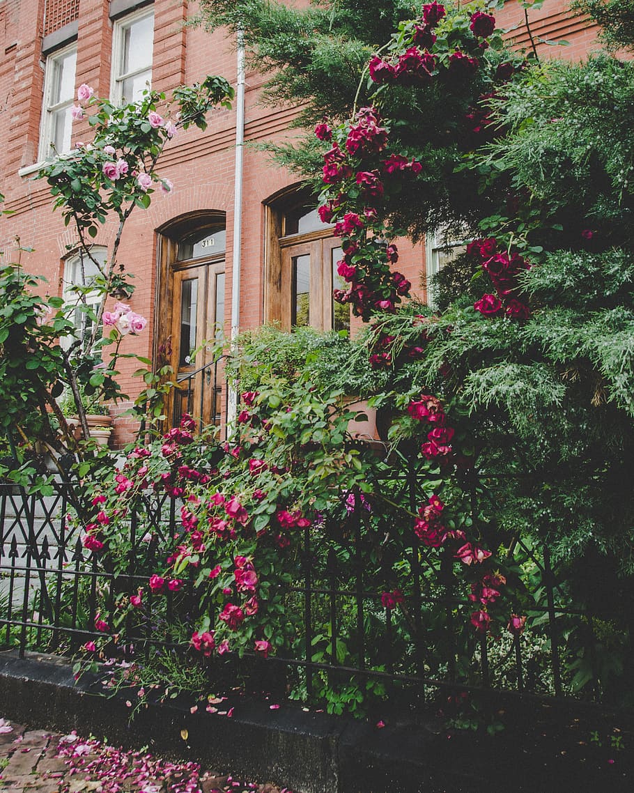 red clustered petal flower front of building during daytime photo, green and pink garden in front on brown commercial building HD wallpaper
