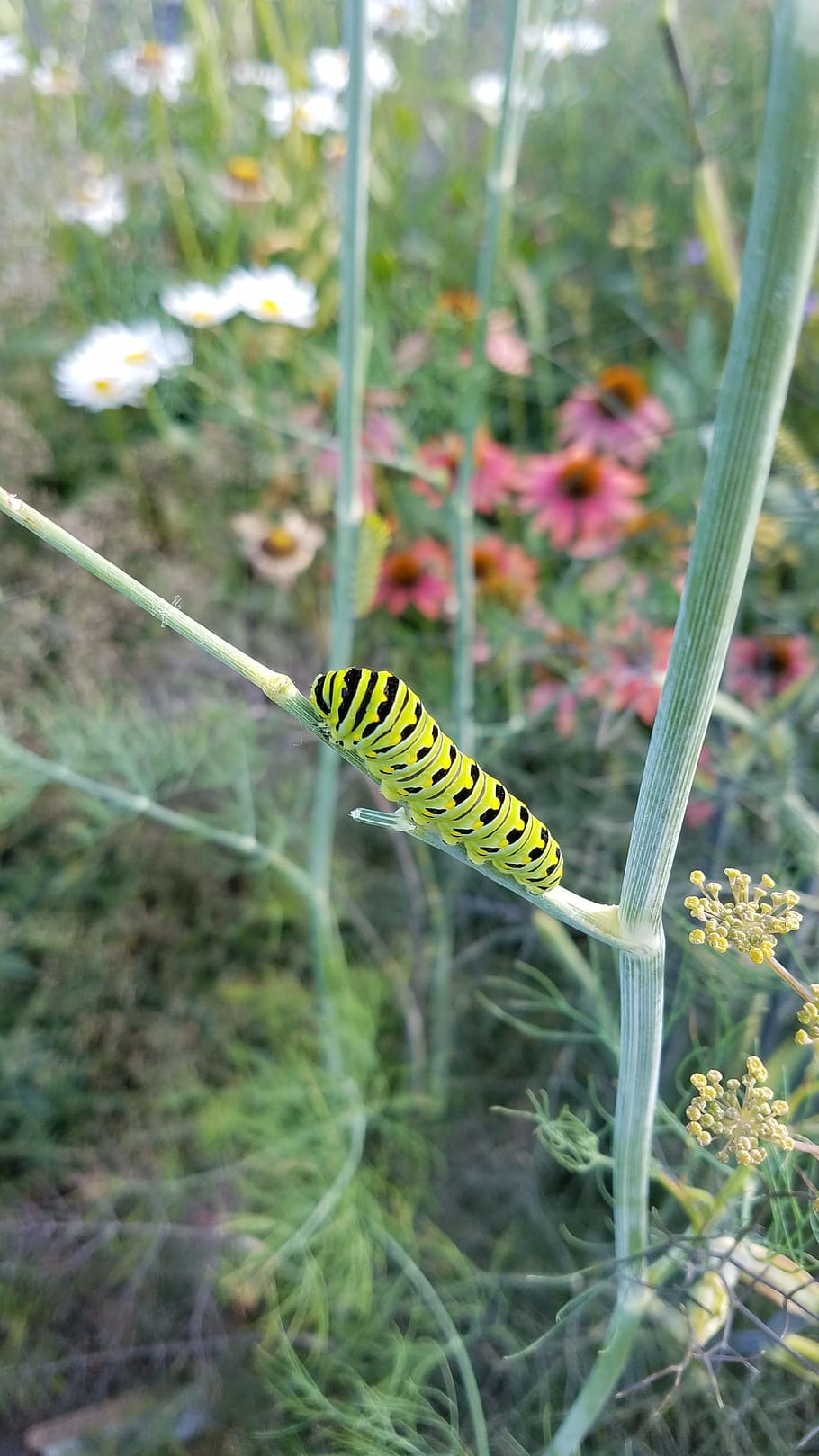 caterpillar, black swallowtail, butterfly, bug, summer, biology HD wallpaper