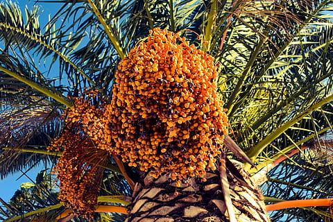 Date, Palm Tree, Nature, Tropical, Fruit, plant, day, one animal HD wallpaper