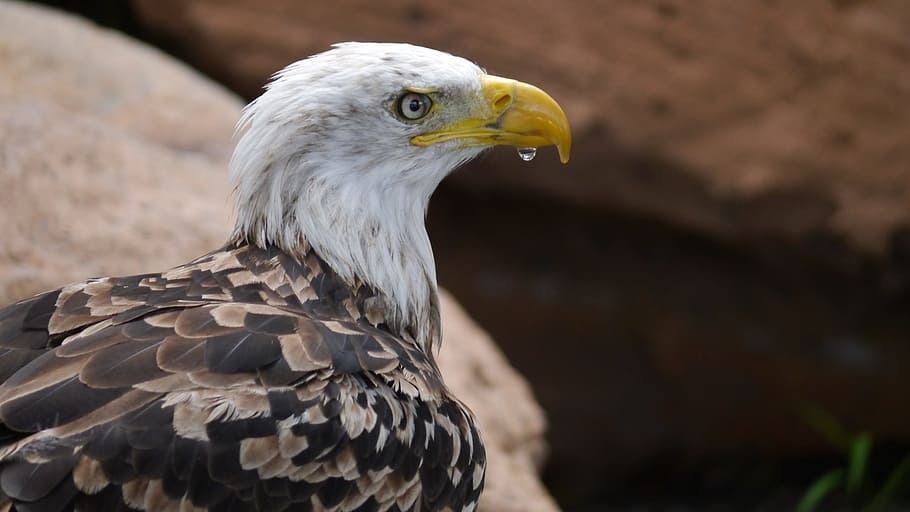 Adler, Raptor, Bird, eagle - Bird, bald Eagle, bird of Prey HD wallpaper